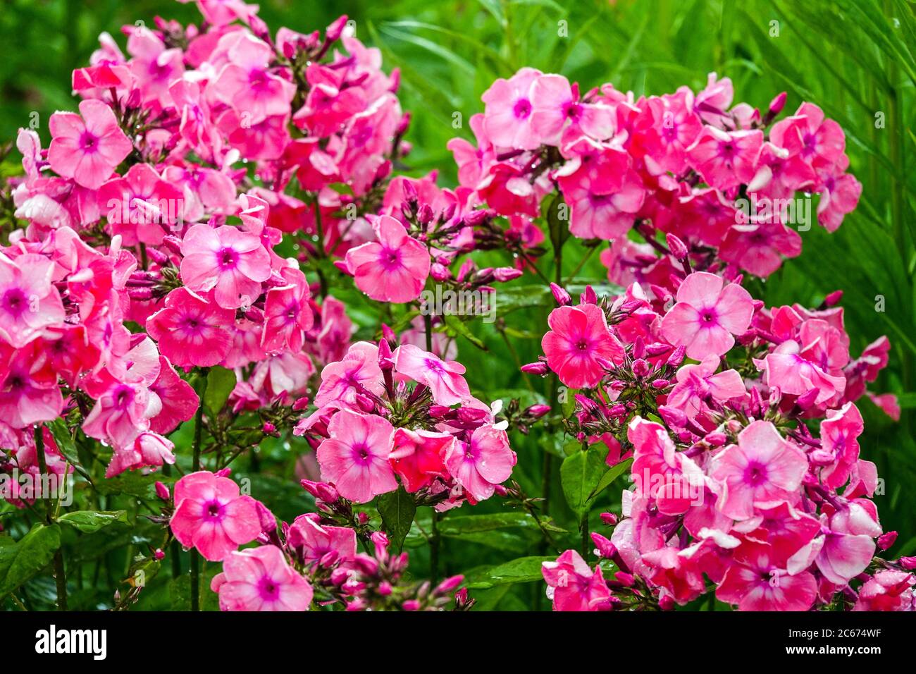 Pink Phlox paniculata Fallschirmsride Stock Photo