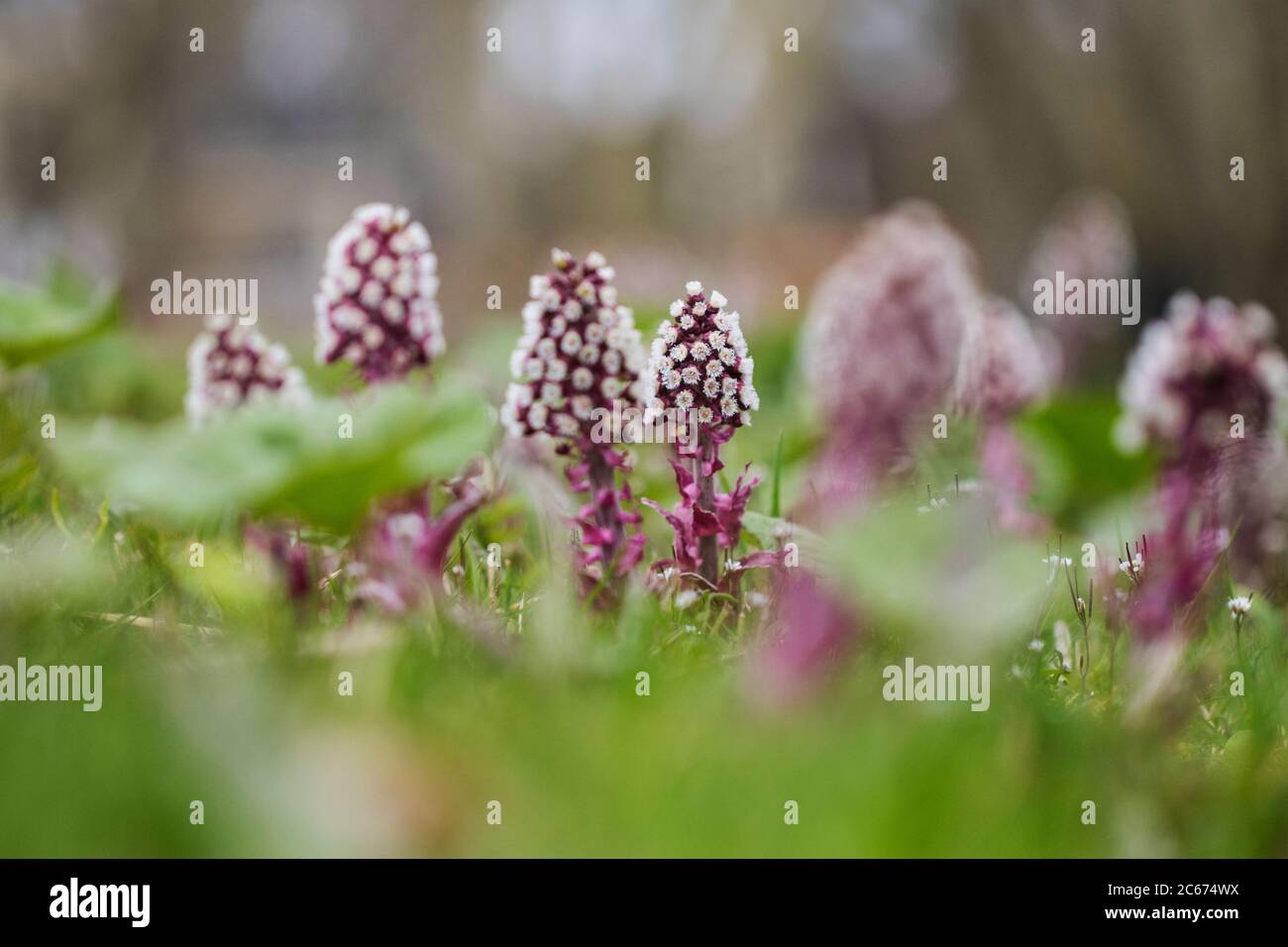 Common Butterbur flowers Stock Photo