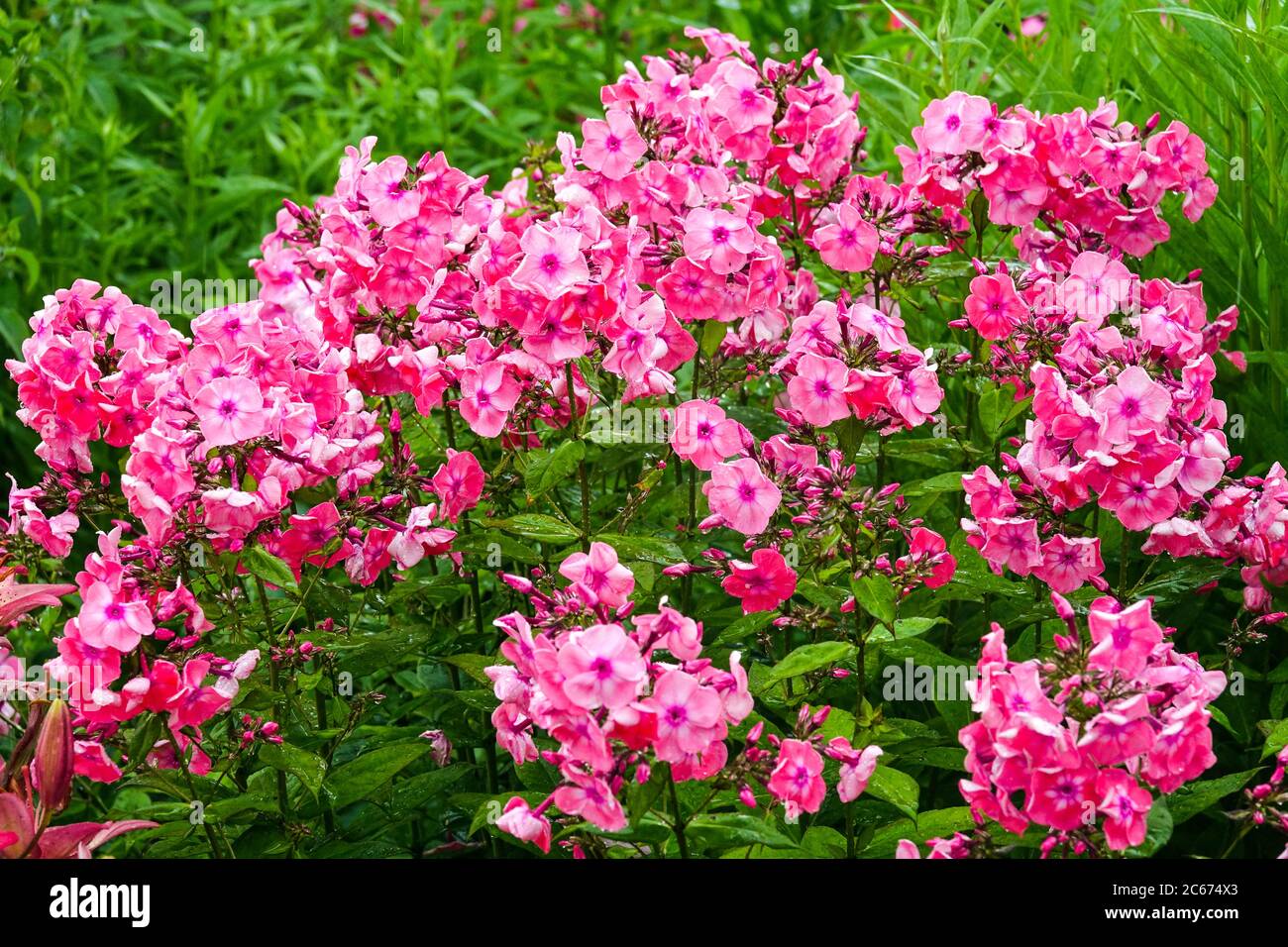 Pink Phlox paniculata Fallschirmsride flower bed in july Stock Photo
