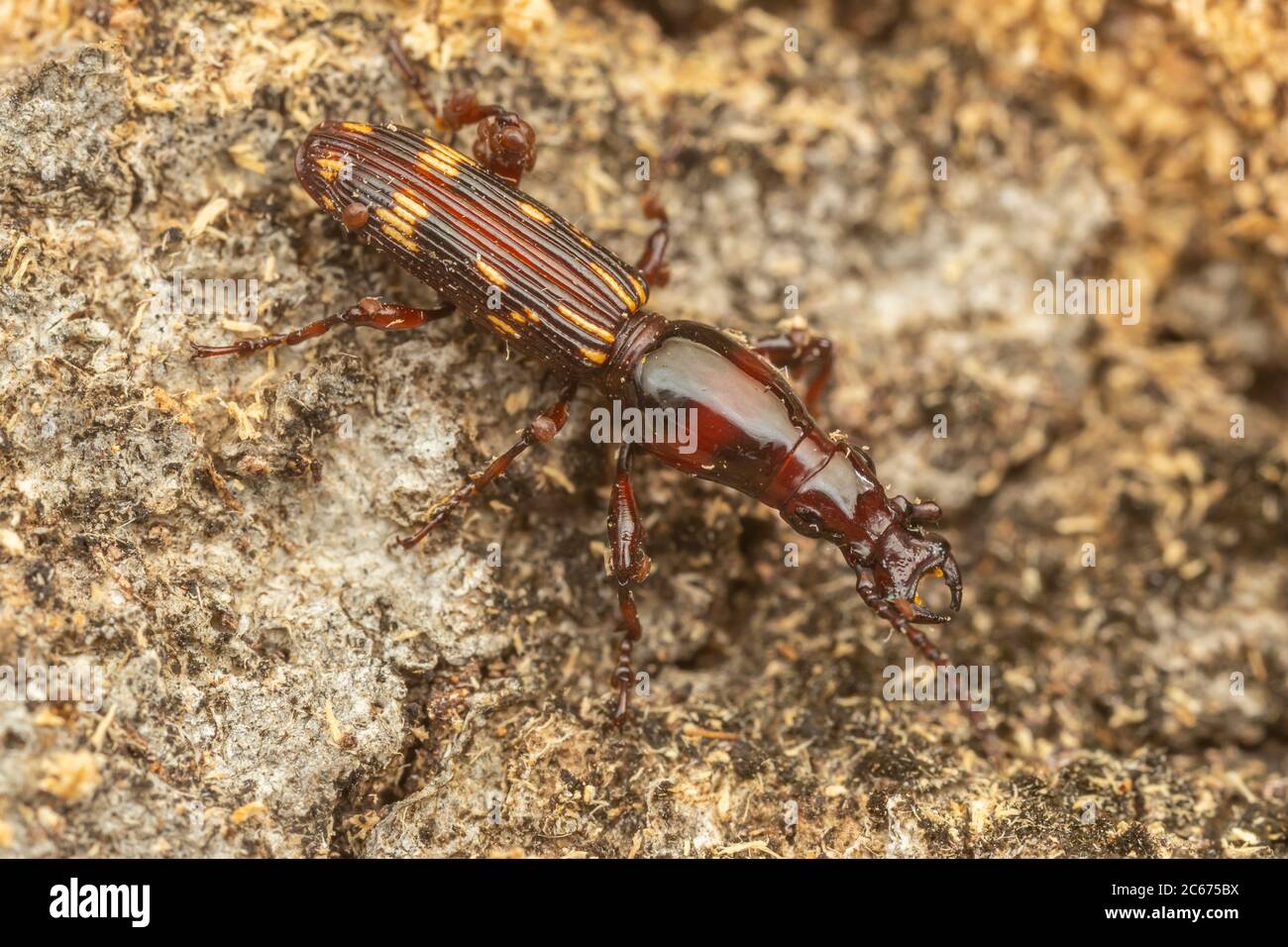 Oak Timberworm (Arrhenodes minutus) Male Stock Photo Alamy