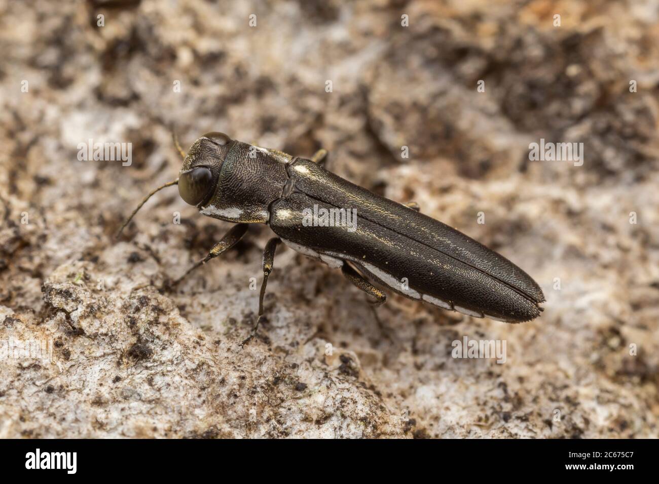 Two Lined Chestnut Borer Hi Res Stock Photography And Images Alamy