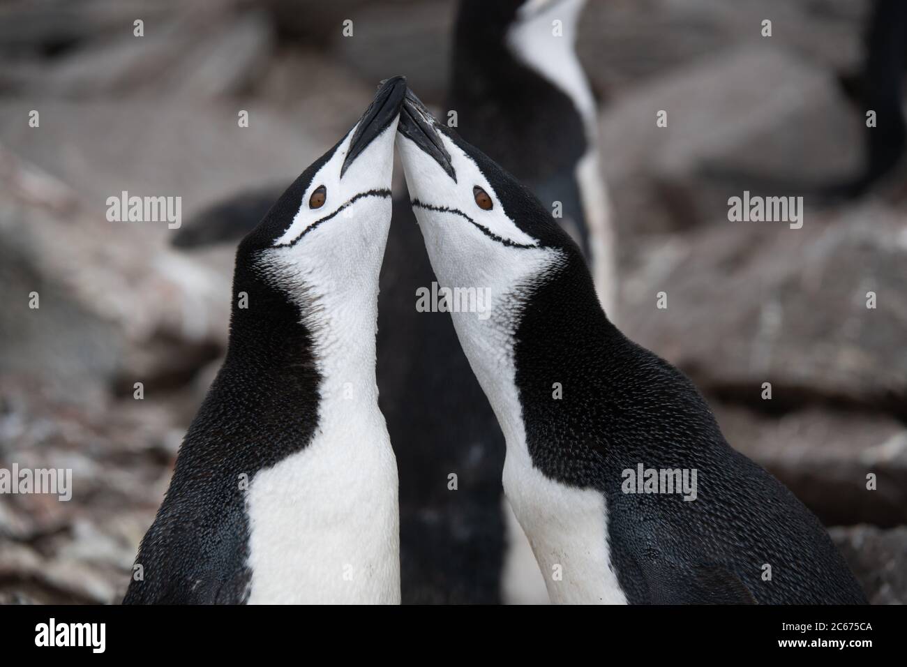 A pair of Chinstrap Penguins (Pygoscelis antarctica) displaying on Signy Island, South Shetlands, Antarctica Stock Photo
