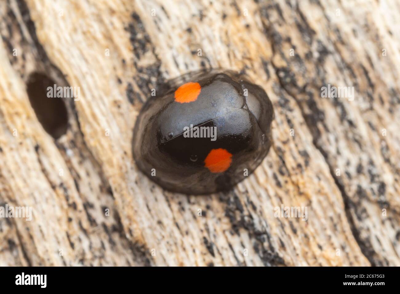 Twice-stabbed Lady Beetle (Chilocorus stigma) Stock Photo