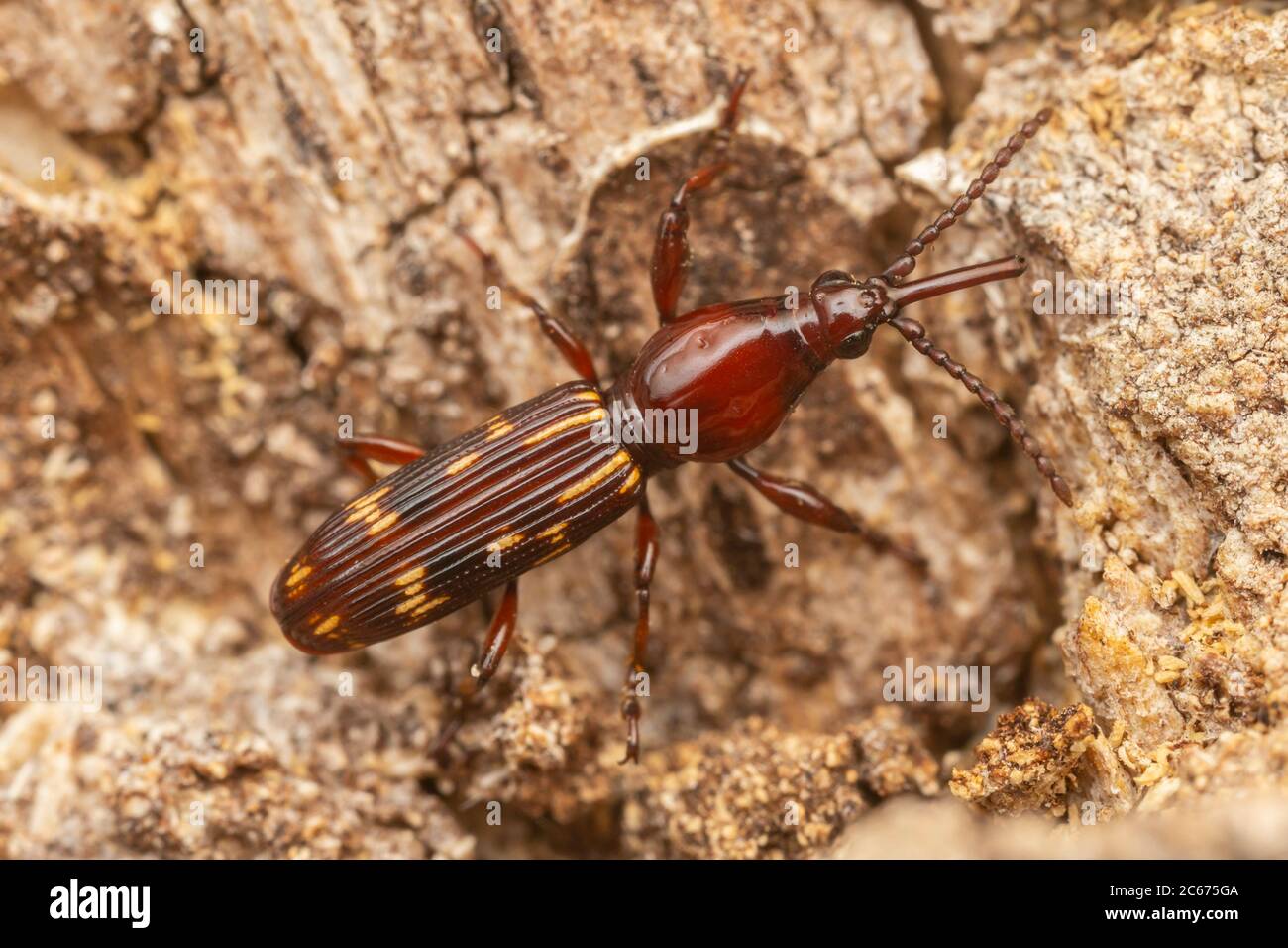 Oak Timberworm (Arrenodes minutus) - Female Stock Photo