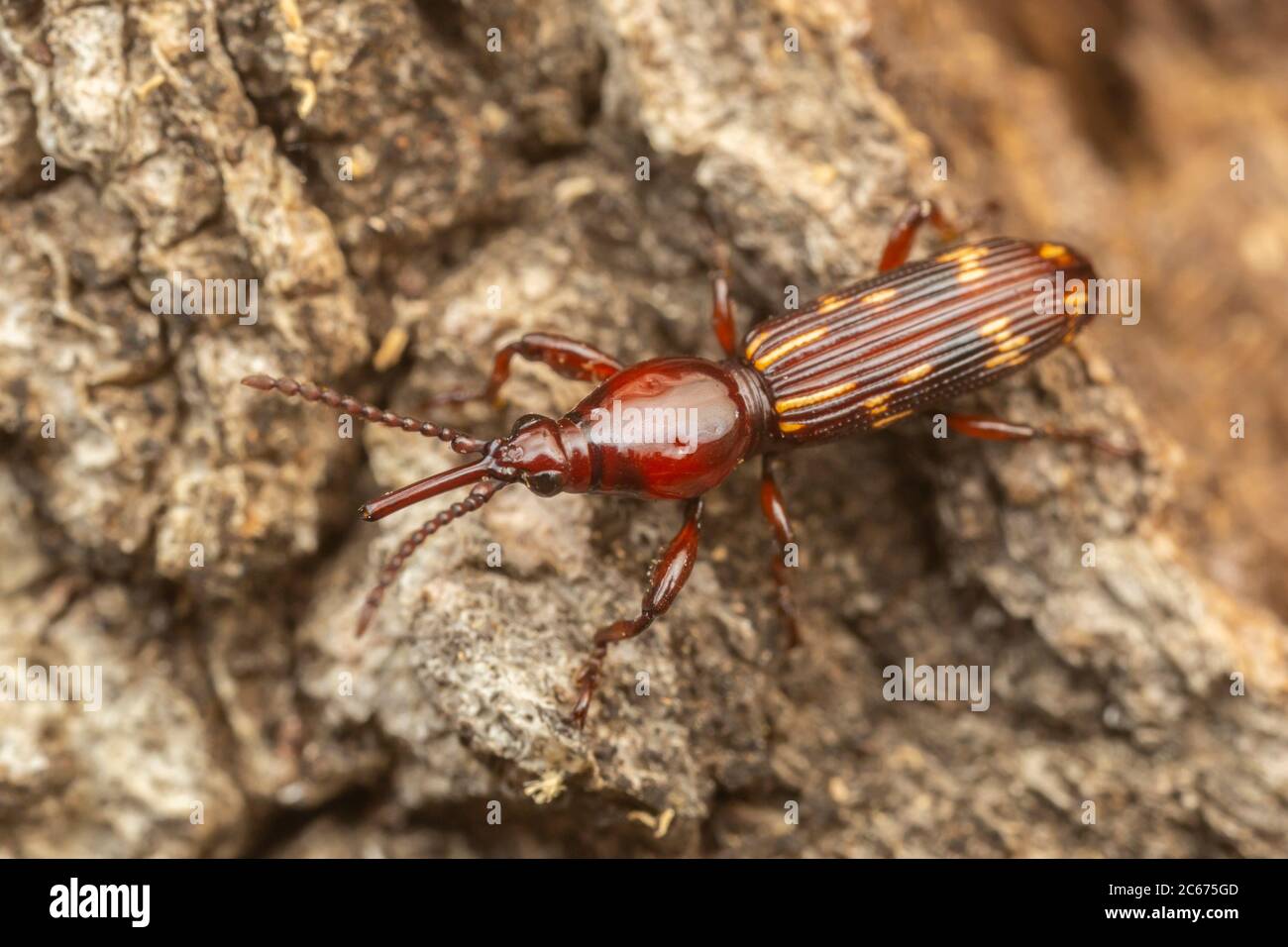 Oak Timberworm (Arrenodes minutus) - Female Stock Photo