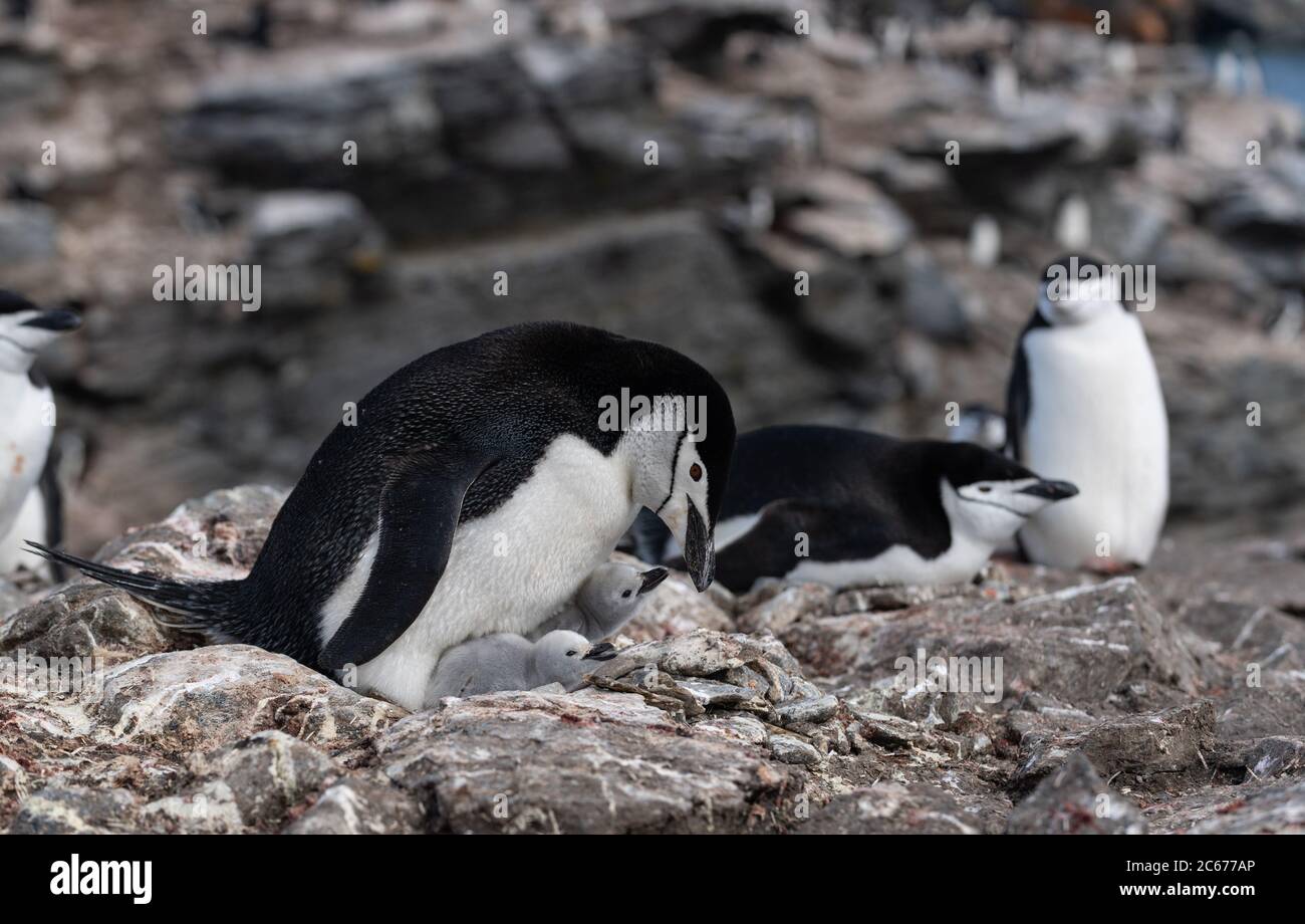 Chinstrap Penguin (Pygoscelis antarctica) and chicks in colony on Signy Island, South Shetlands, Antarctica Stock Photo
