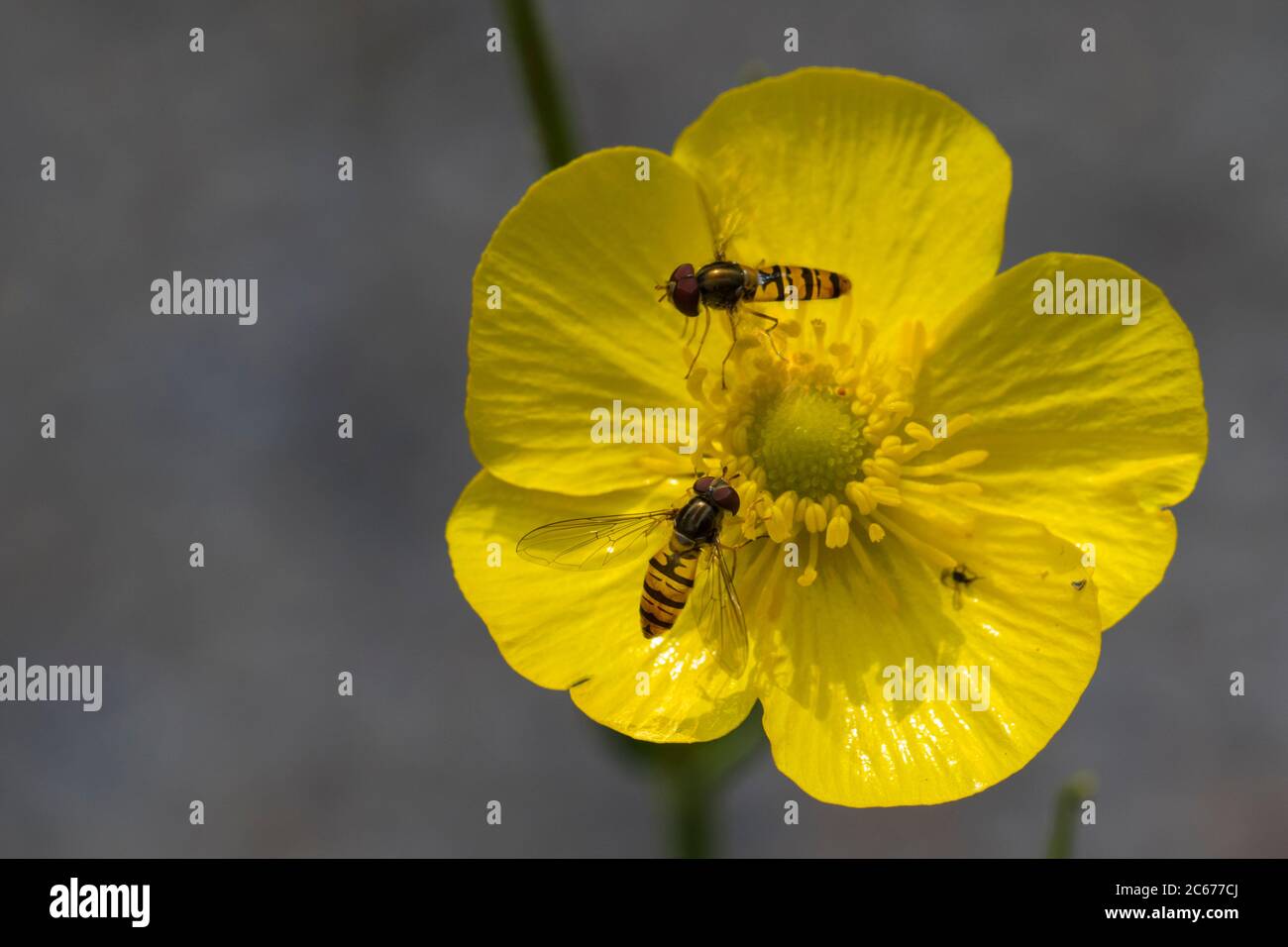 Marmalade hoverfly on a Greater Spearwort Stock Photo