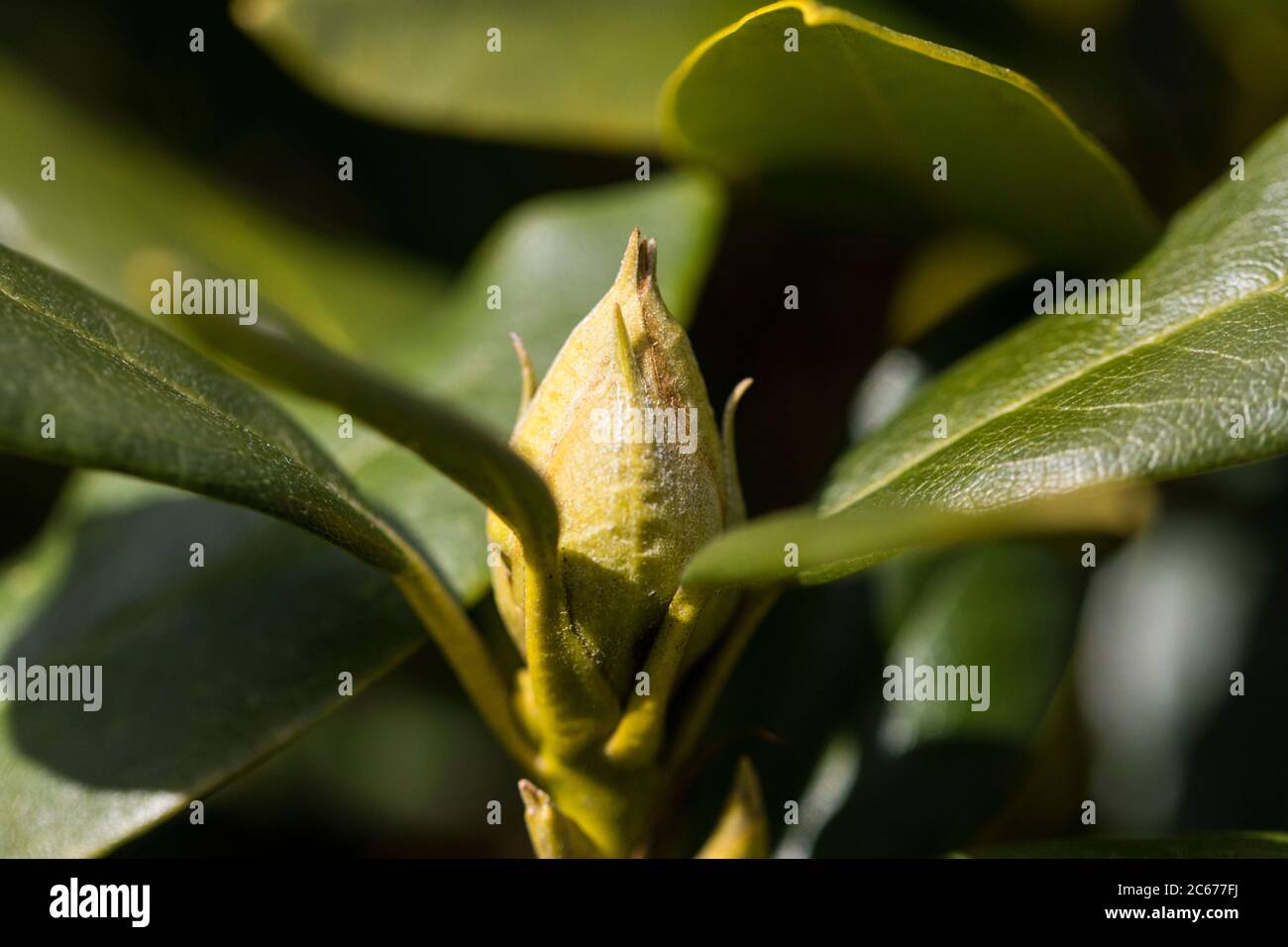 Common rhododendron flower buds Stock Photo Alamy
