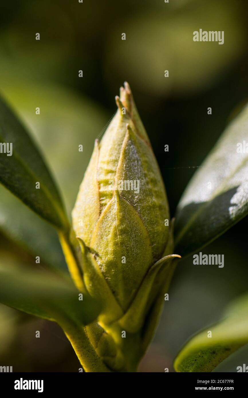Common rhododendron flower buds Stock Photo Alamy