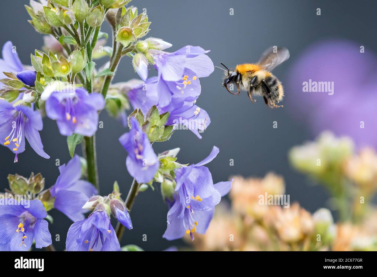 Airborne Bee approaching flower to pollinate Stock Photo