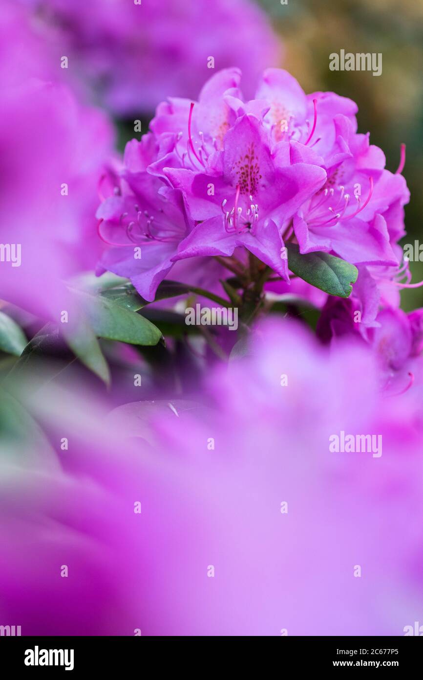 Common rhododendron flowers Stock Photo Alamy