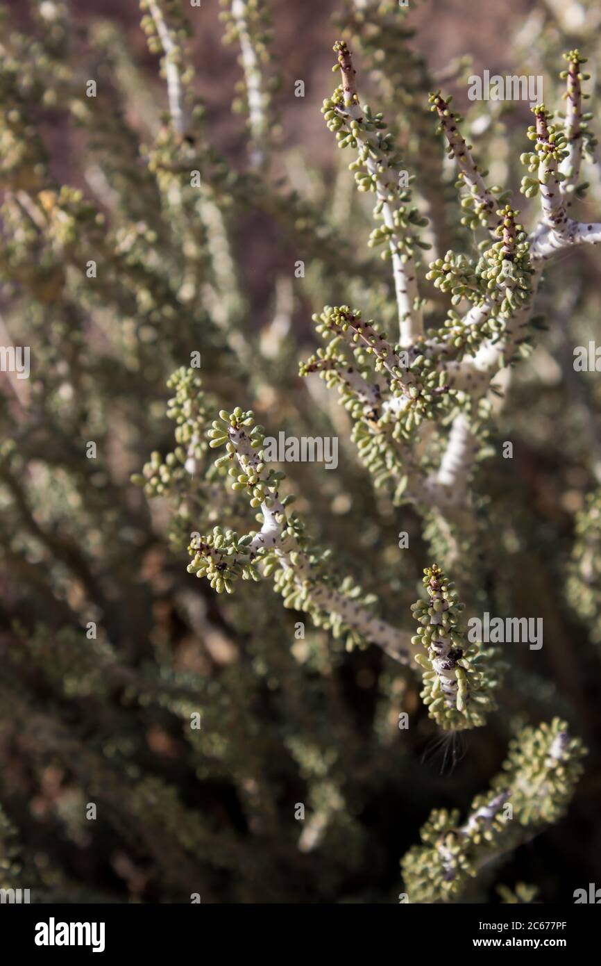 Close-up of the small leaves densely coating the stem of the Namaqua Pork Bush (Portulacaria namaquensis), also known as a false portulacaria Stock Photo
