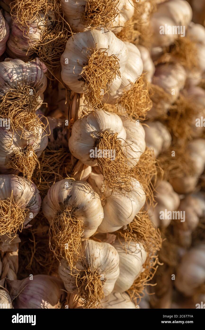 Dry garlic hanging on the farmers vegetable market stall closeup Stock
