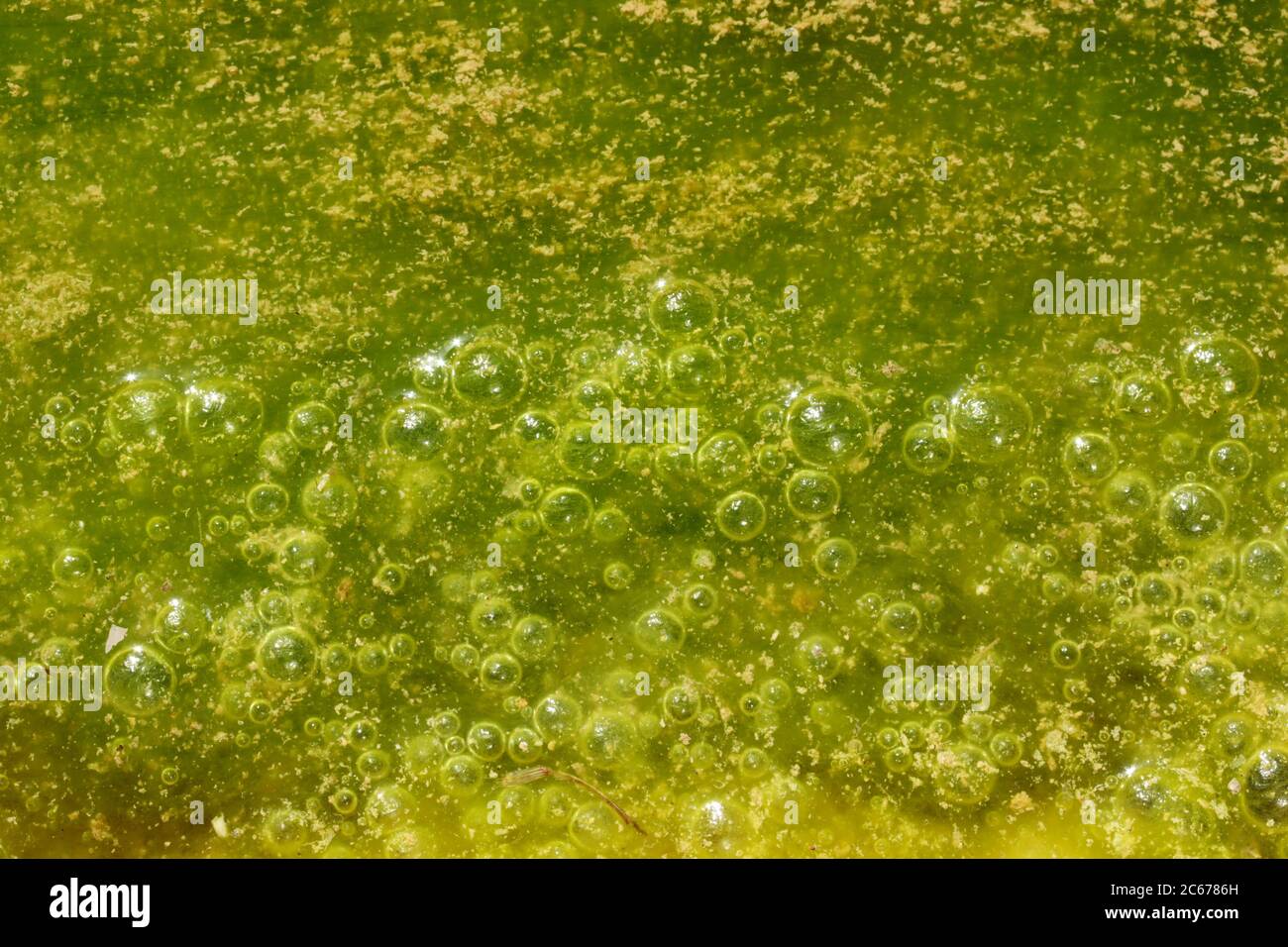 Green and yellow colors. Polluted water with algae Stock Photo - Alamy