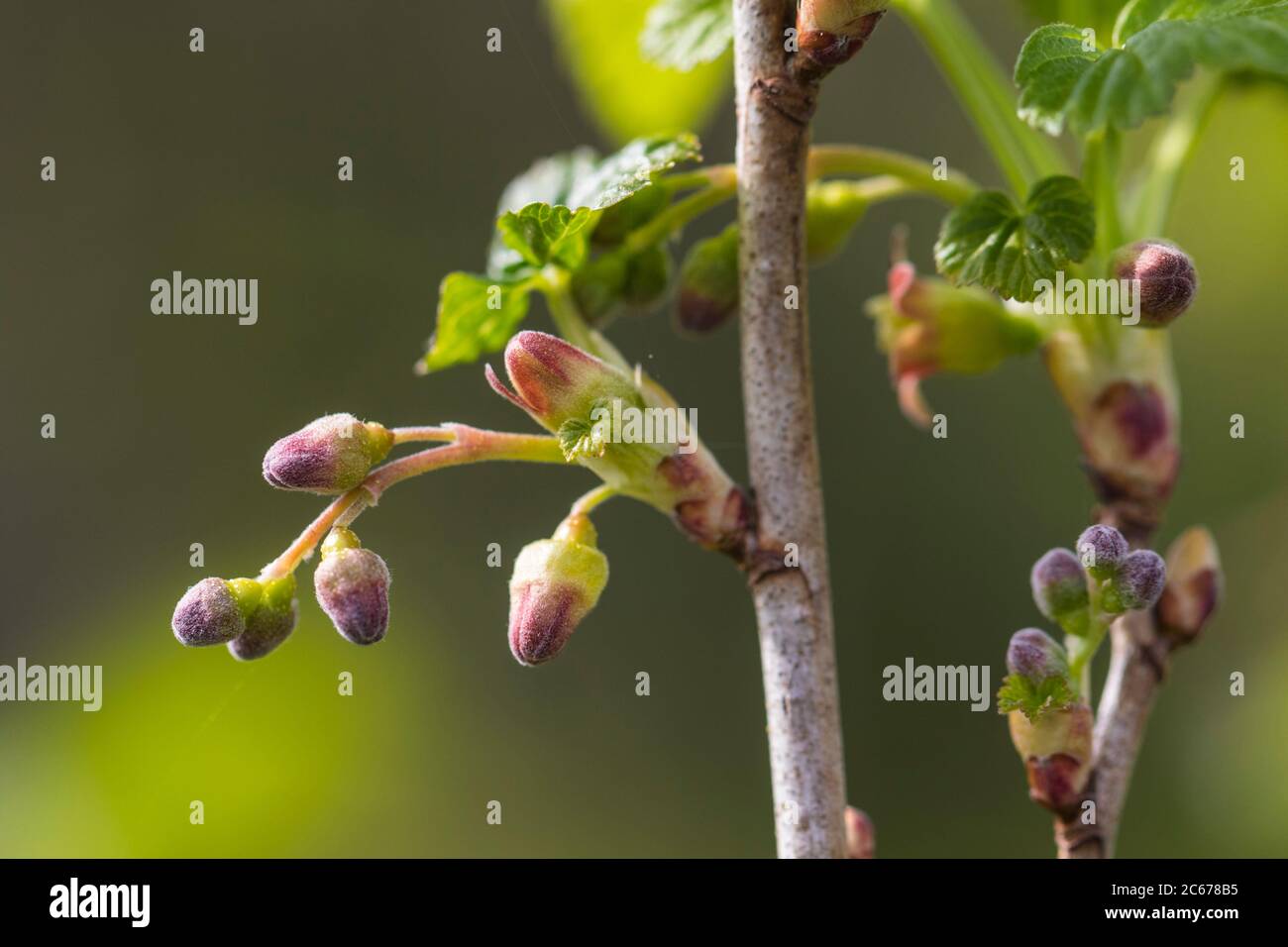 Black Currant flower buds Stock Photo