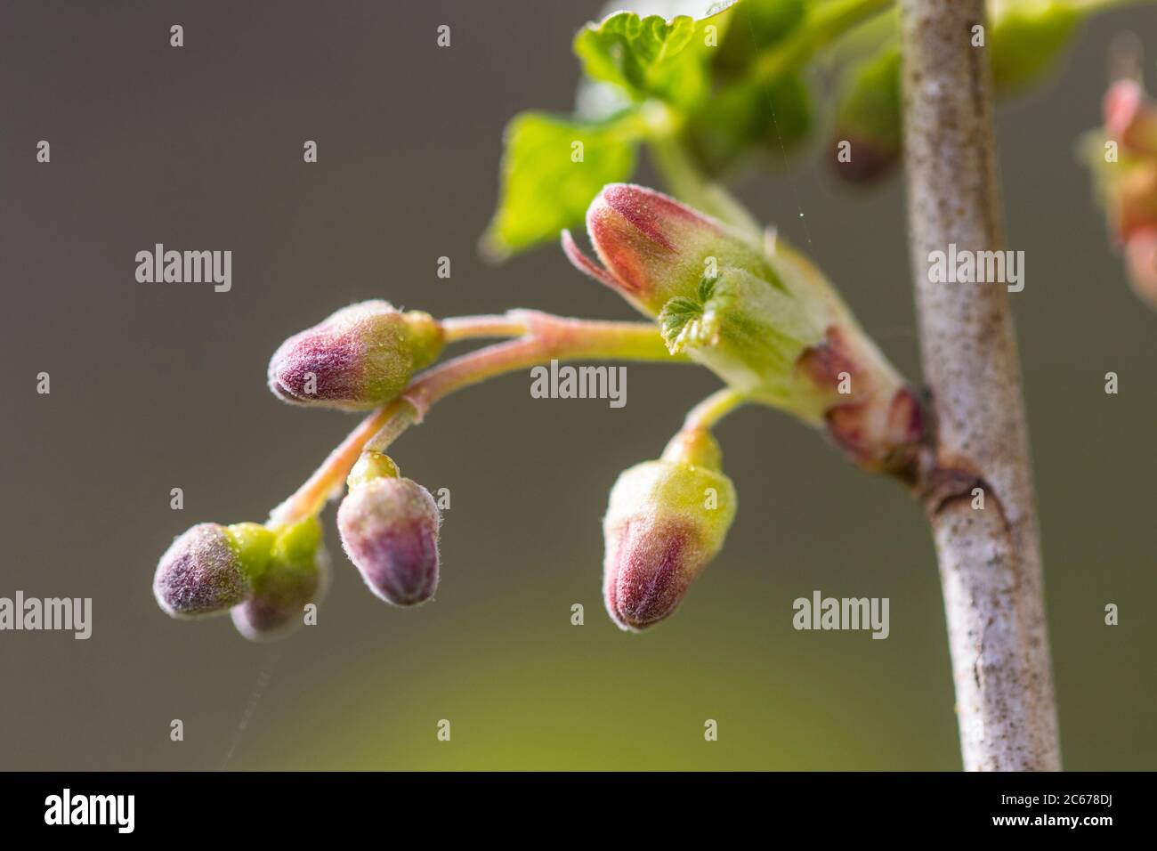 Black Currant flower buds Stock Photo