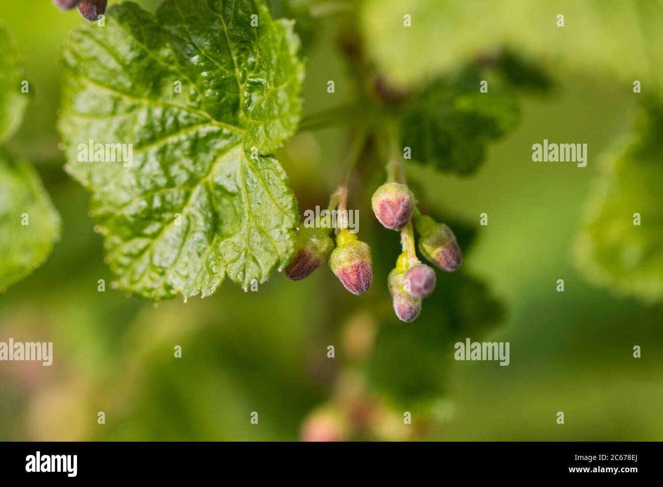 Black Currant flower buds Stock Photo