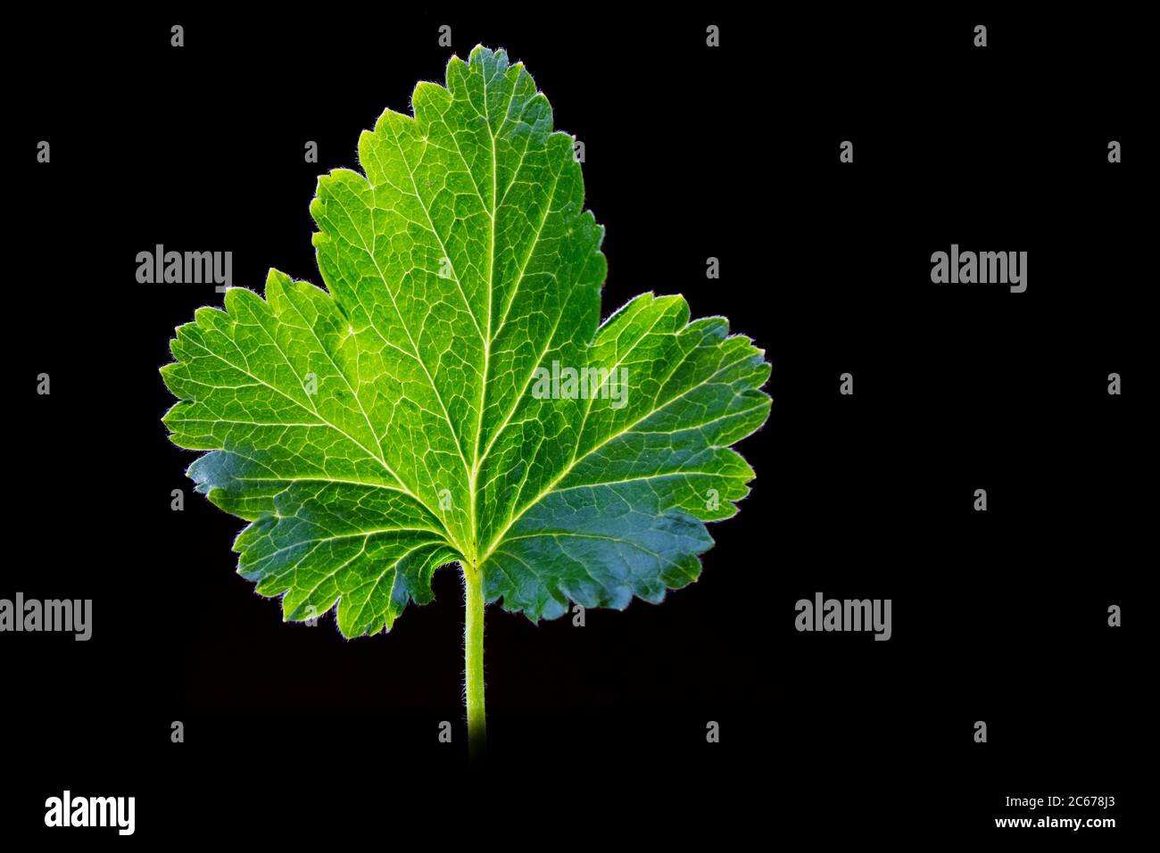 Leaf of a Black Currant with dark background Stock Photo