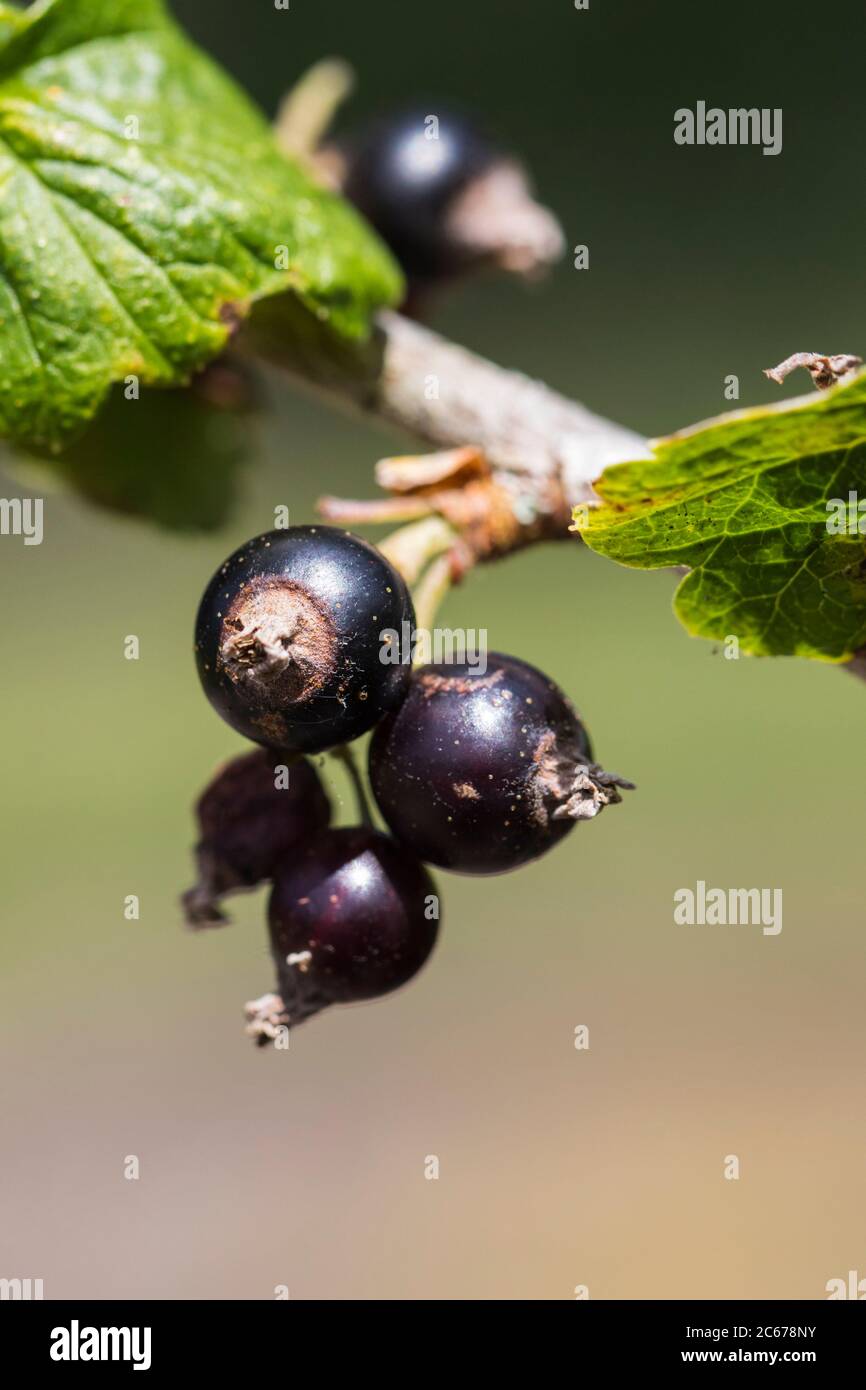 Black Currant berries Stock Photo