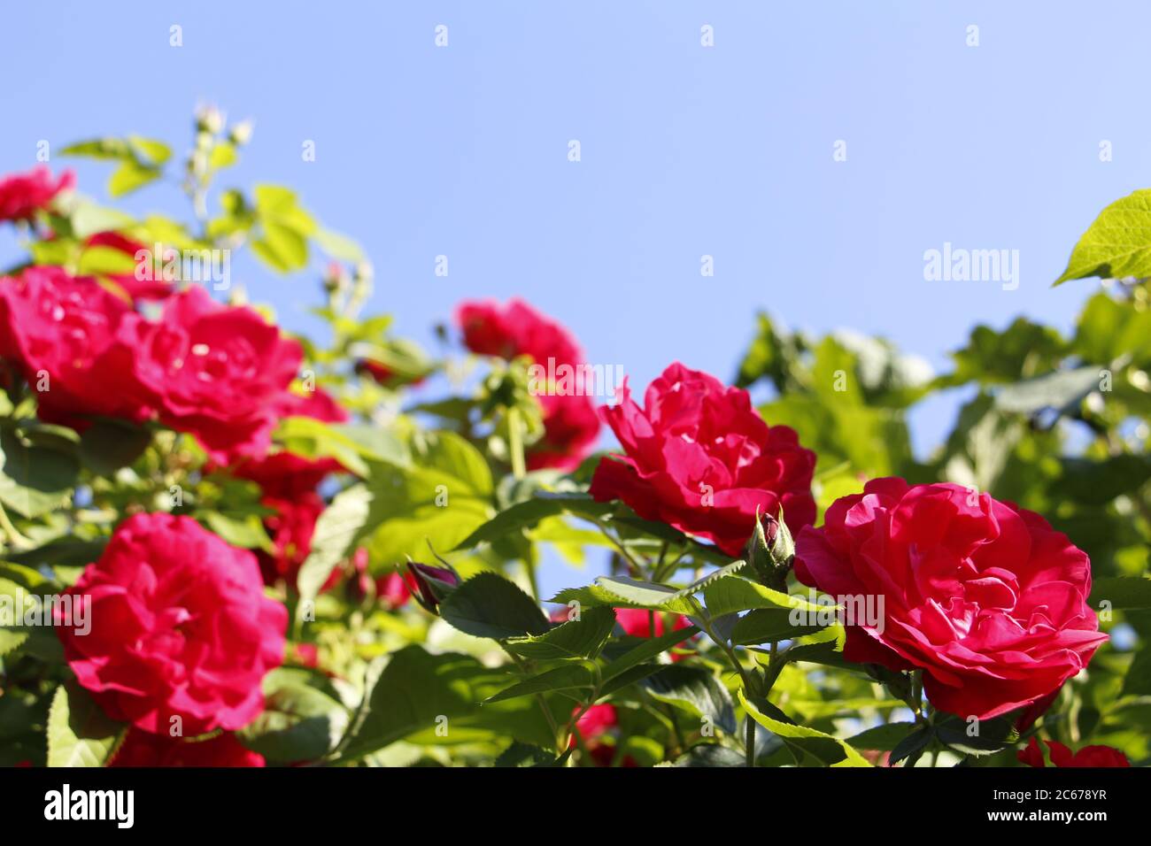 Beautiful red roses grow in the garden. Weaving roses. A lot of green leaves. Many red wild roses in nature. Stock Photo