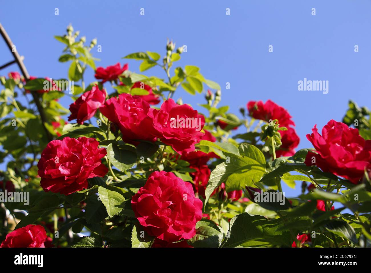 Beautiful red roses grow in the garden. Weaving roses. A lot of green leaves. Many red wild roses in nature. Stock Photo