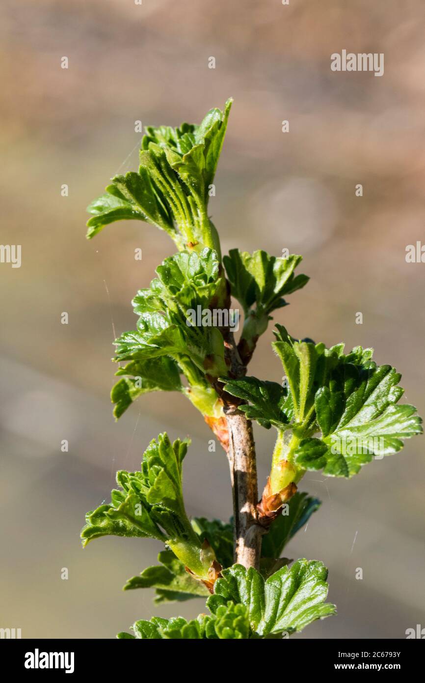 Gooseberry leaves Stock Photo