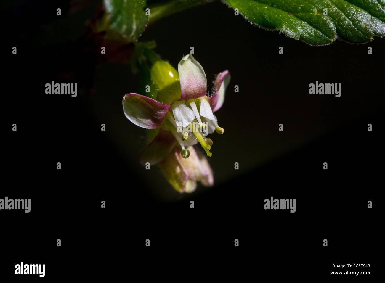 Gooseberry blossom Stock Photo