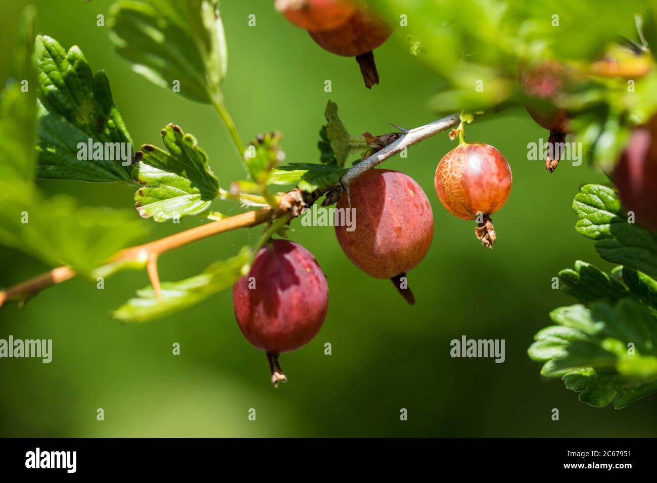 Gooseberry berries Stock Photo