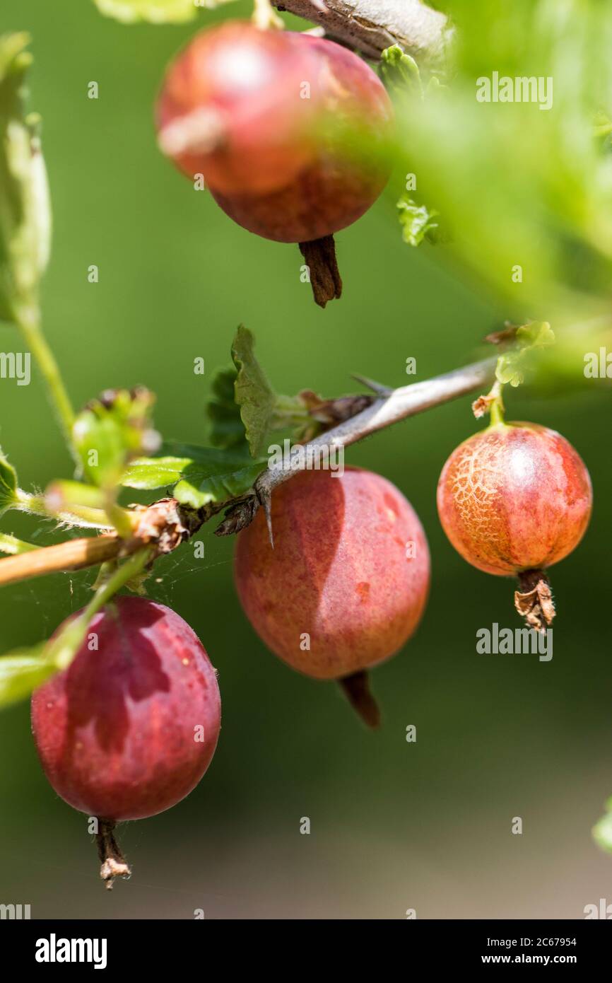 Gooseberry berries Stock Photo