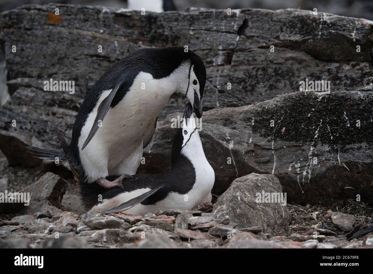 Chinstrap Penguins (Pygoscelis antarctica) copulating on Signy Island, South Shetlands, Antarctica Stock Photo