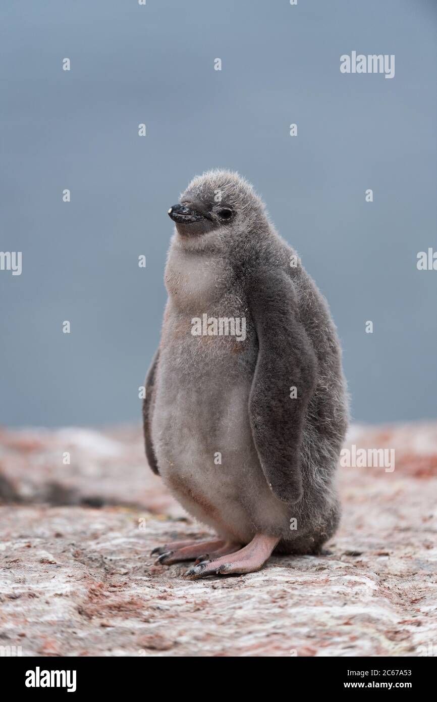 Chinstrap Penguin (Pygoscelis antarctica) chick on Signy Island, South Shetlands, Antarctica Stock Photo