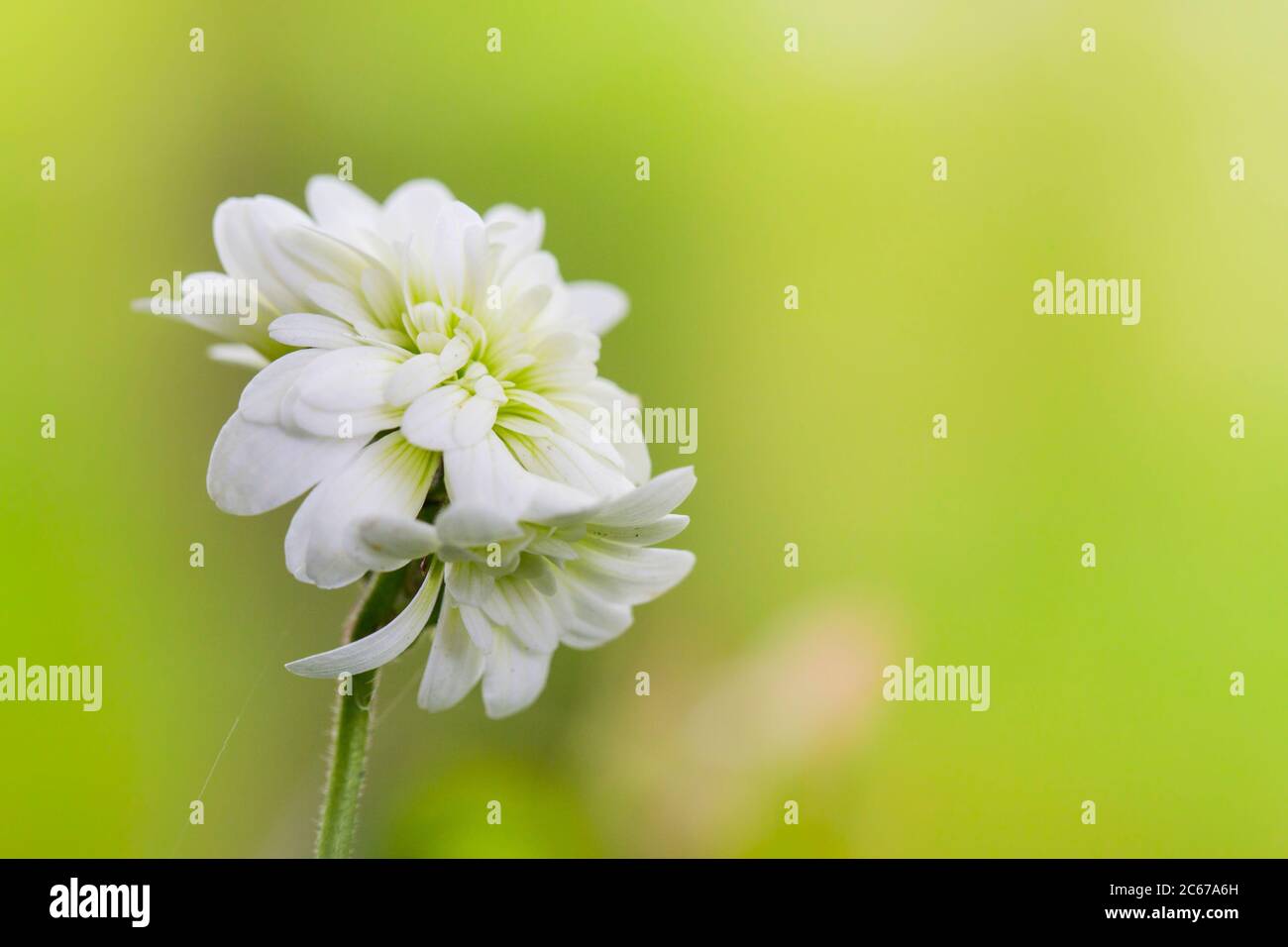 Meadow Saxifrage cultivar flowers Stock Photo