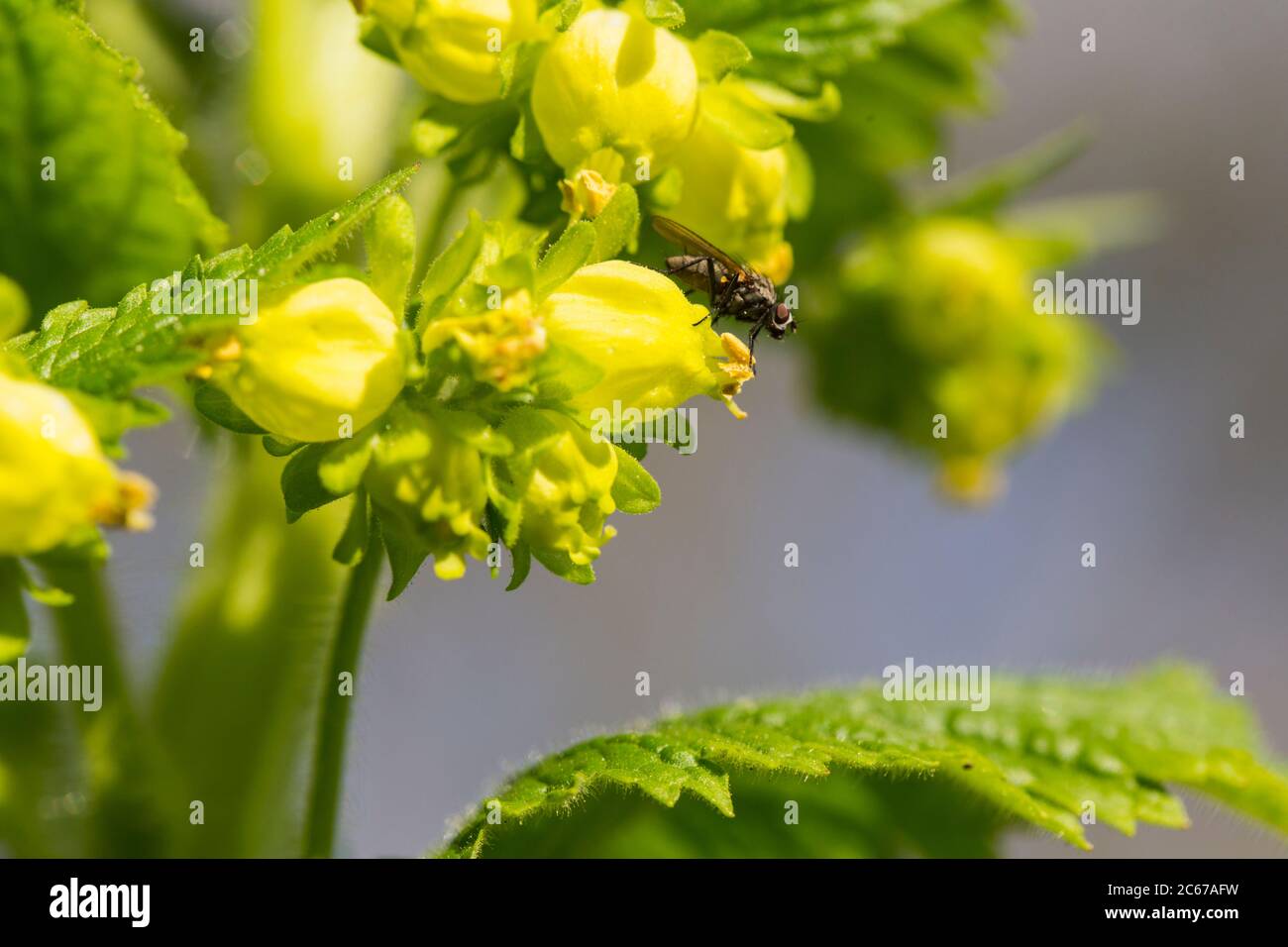 Yellow Figwort flowers Stock Photo