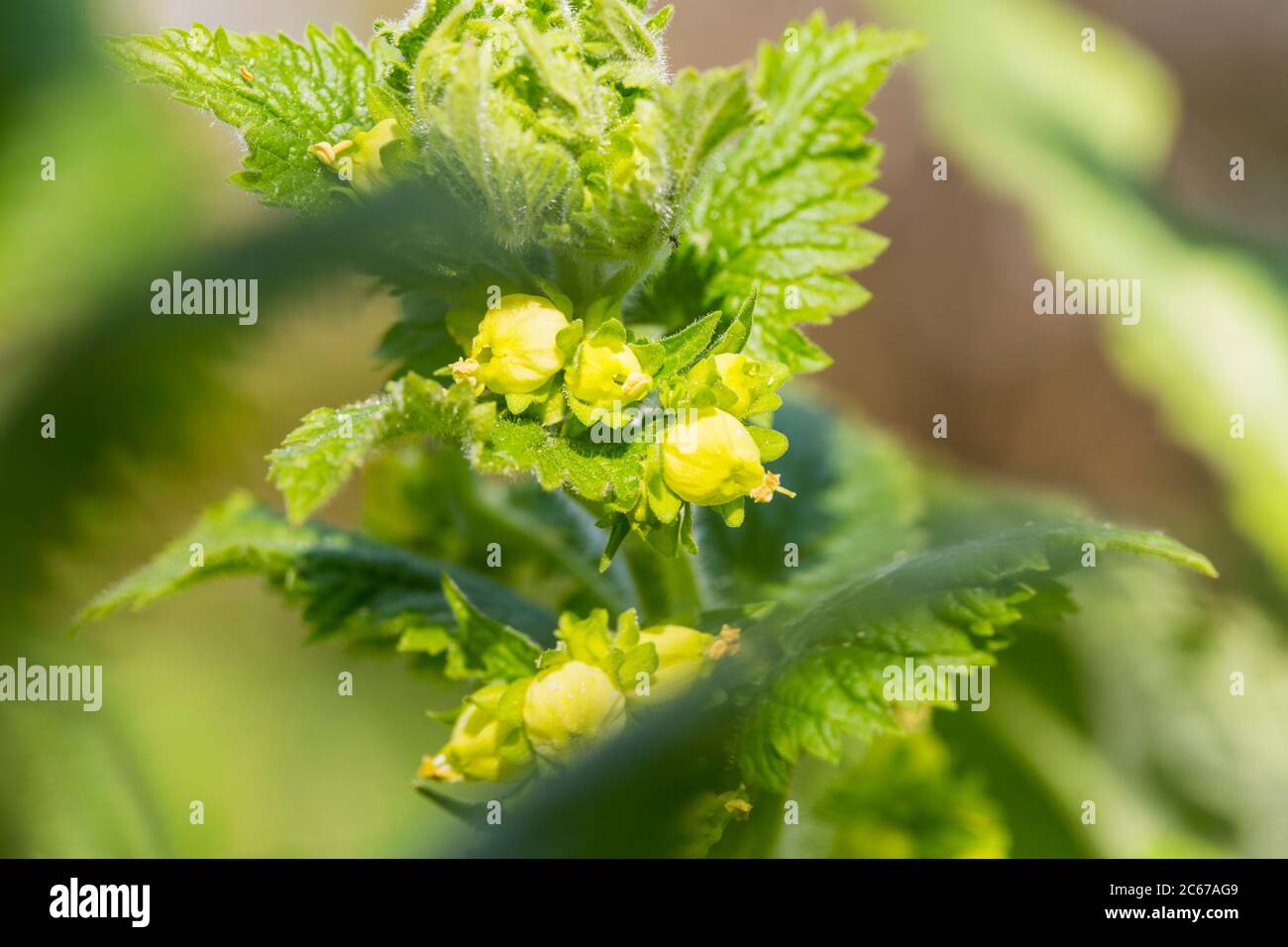 Yellow Figwort flowers Stock Photo