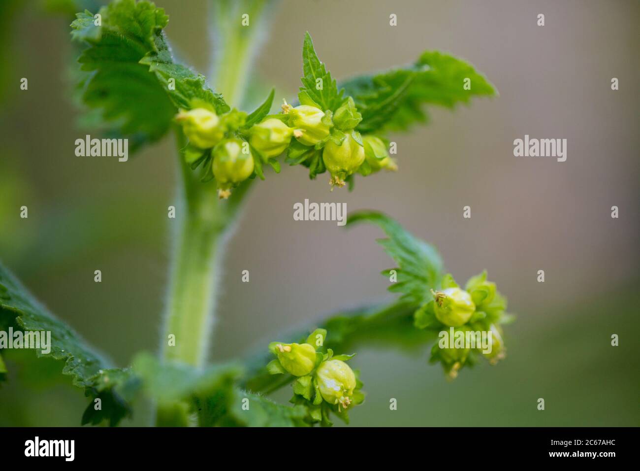 Yellow Figwort flower buds Stock Photo
