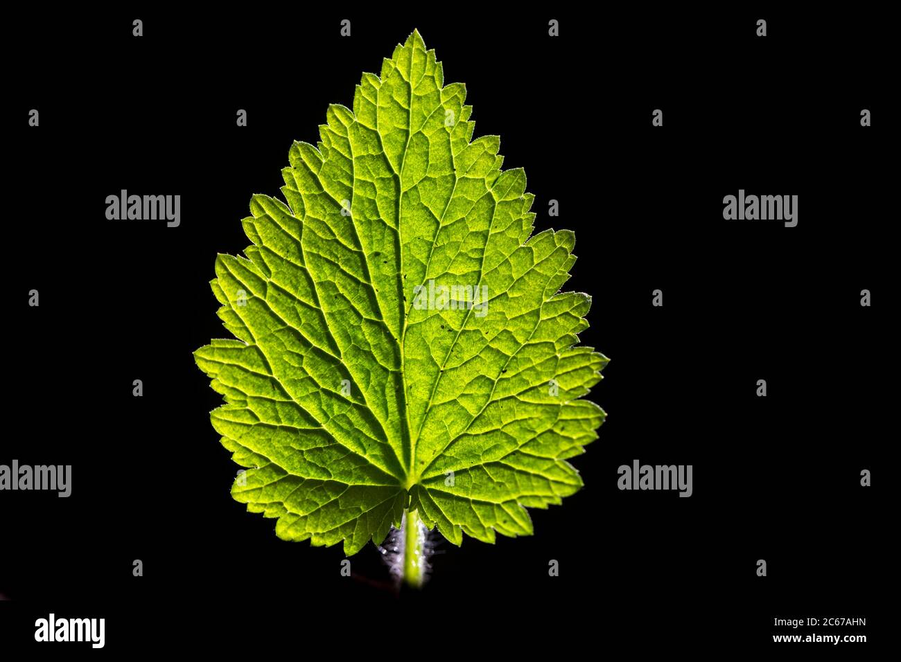 Yellow Figwort leaf Stock Photo