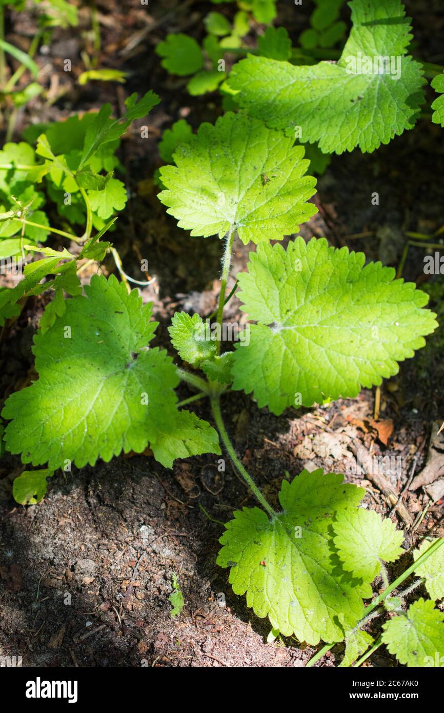 Yellow Figwort leaves Stock Photo
