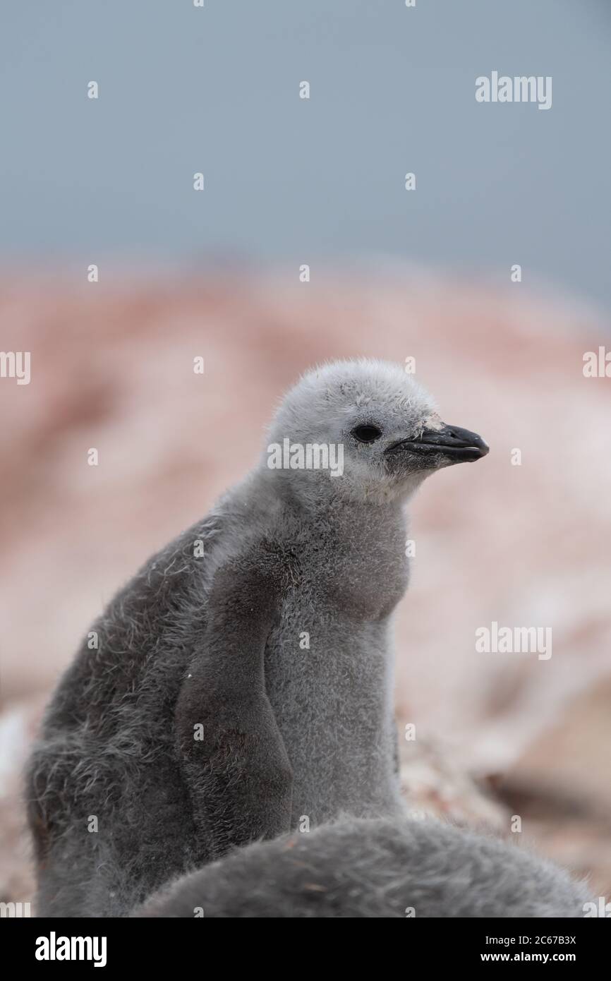 Chinstrap Penguin (Pygoscelis antarctica) chick on Signy Island, South Shetlands, Antarctica Stock Photo