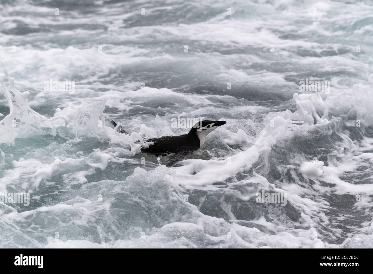 Chinstrap Penguin (Pygoscelis antarctica) swimming in waves on Signy Island, South Shetlands, Antarctica Stock Photo