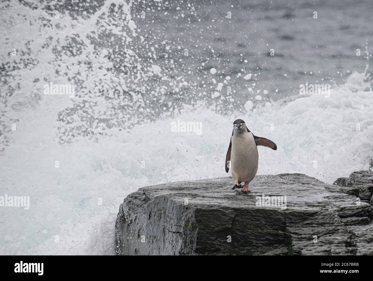 Chinstrap Penguin (Pygoscelis antarctica) emerging from the sea on Signy Island, South Shetlands, Antarctica Stock Photo
