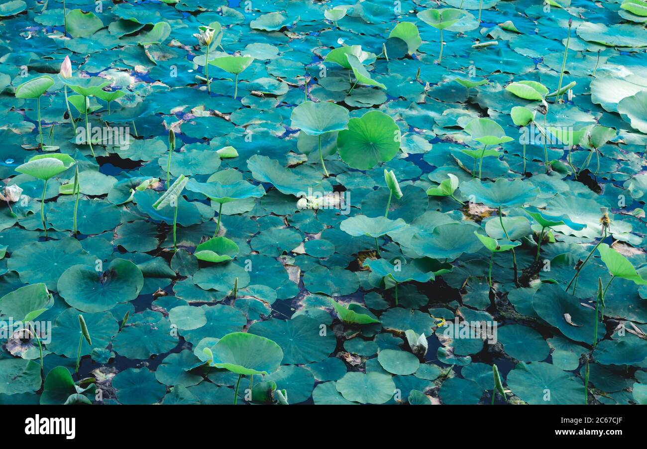 Green lotus water lily flower on pond water surface level in a wetland