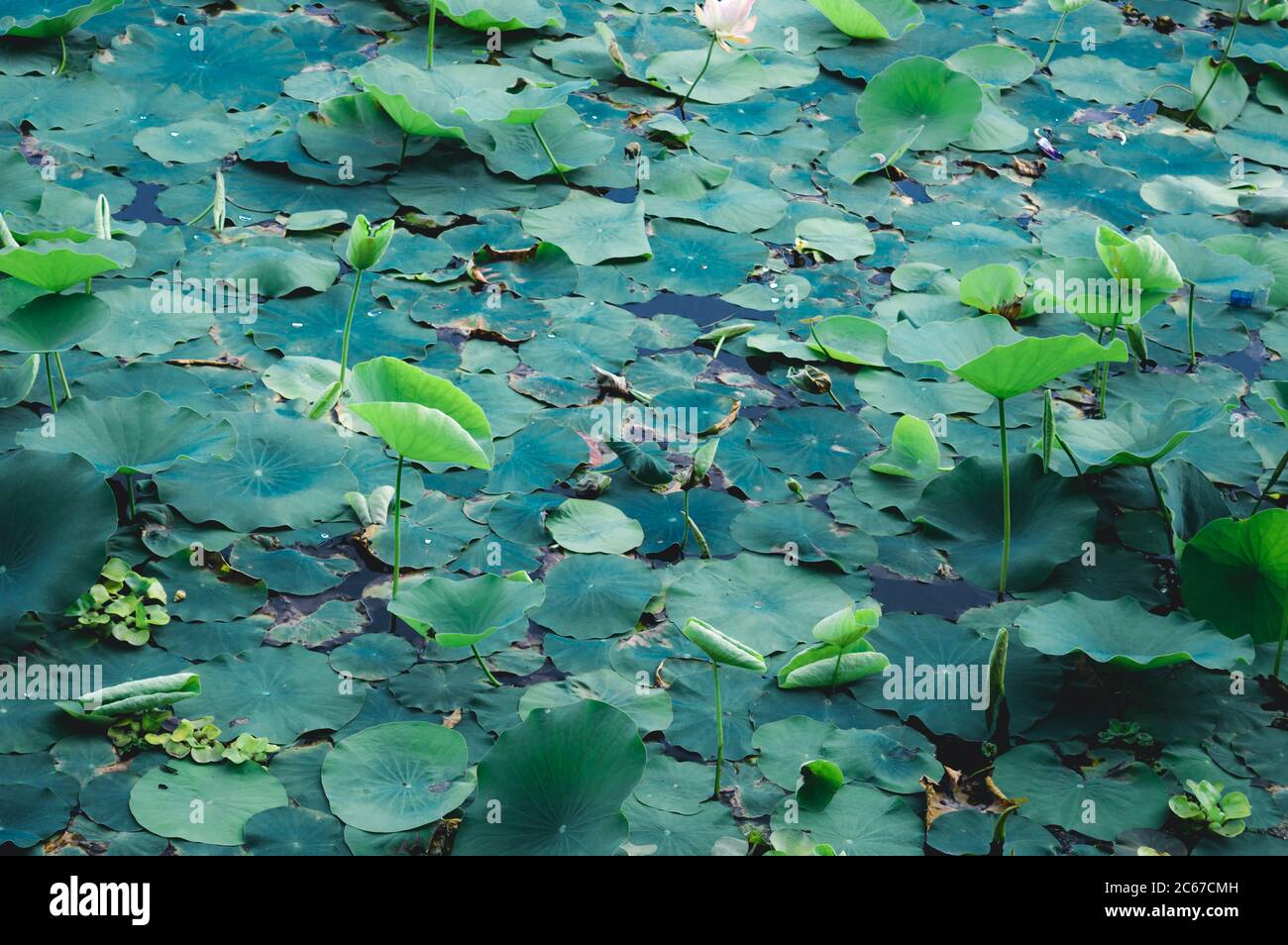 Green lotus water lily flower on pond water surface level in a wetland
