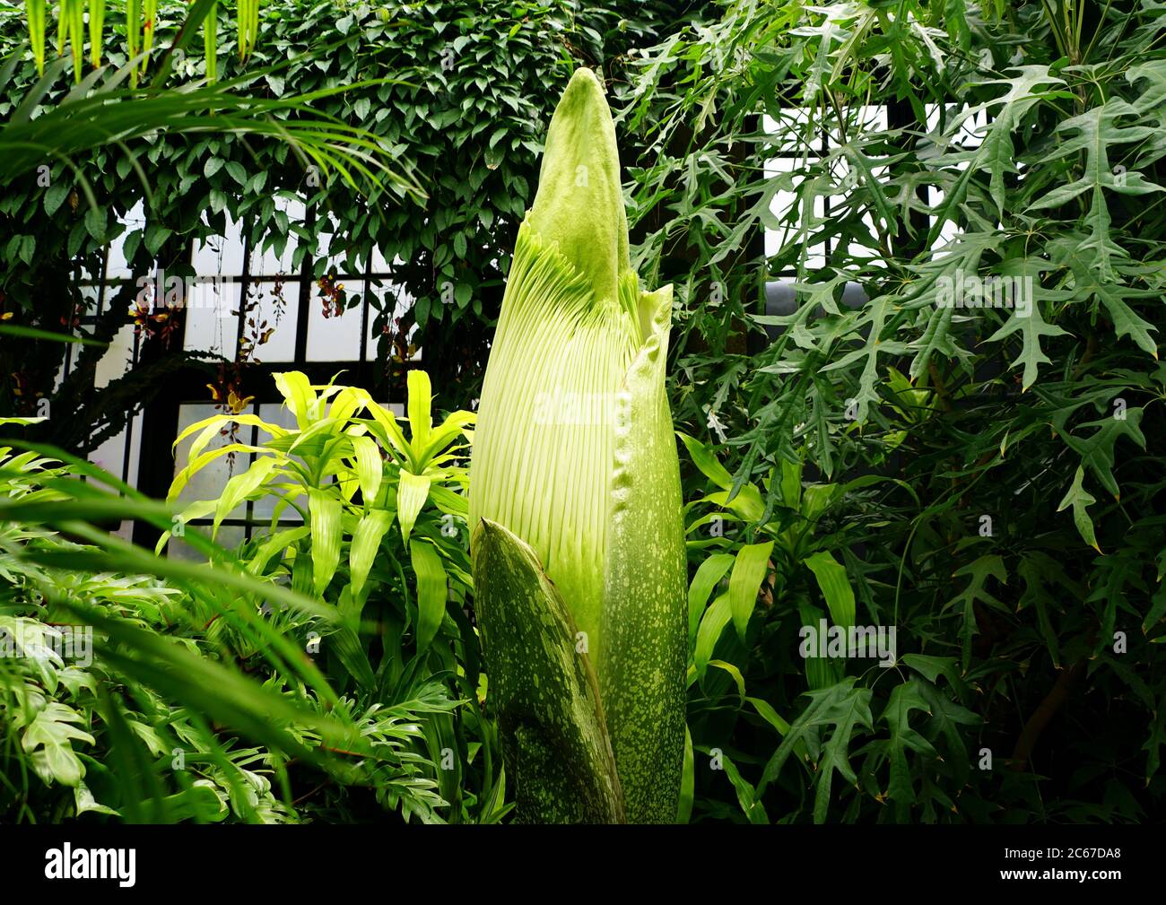 Close up of a large Titan Arum plant from Sumatra, Indonesia Stock Photo Alamy