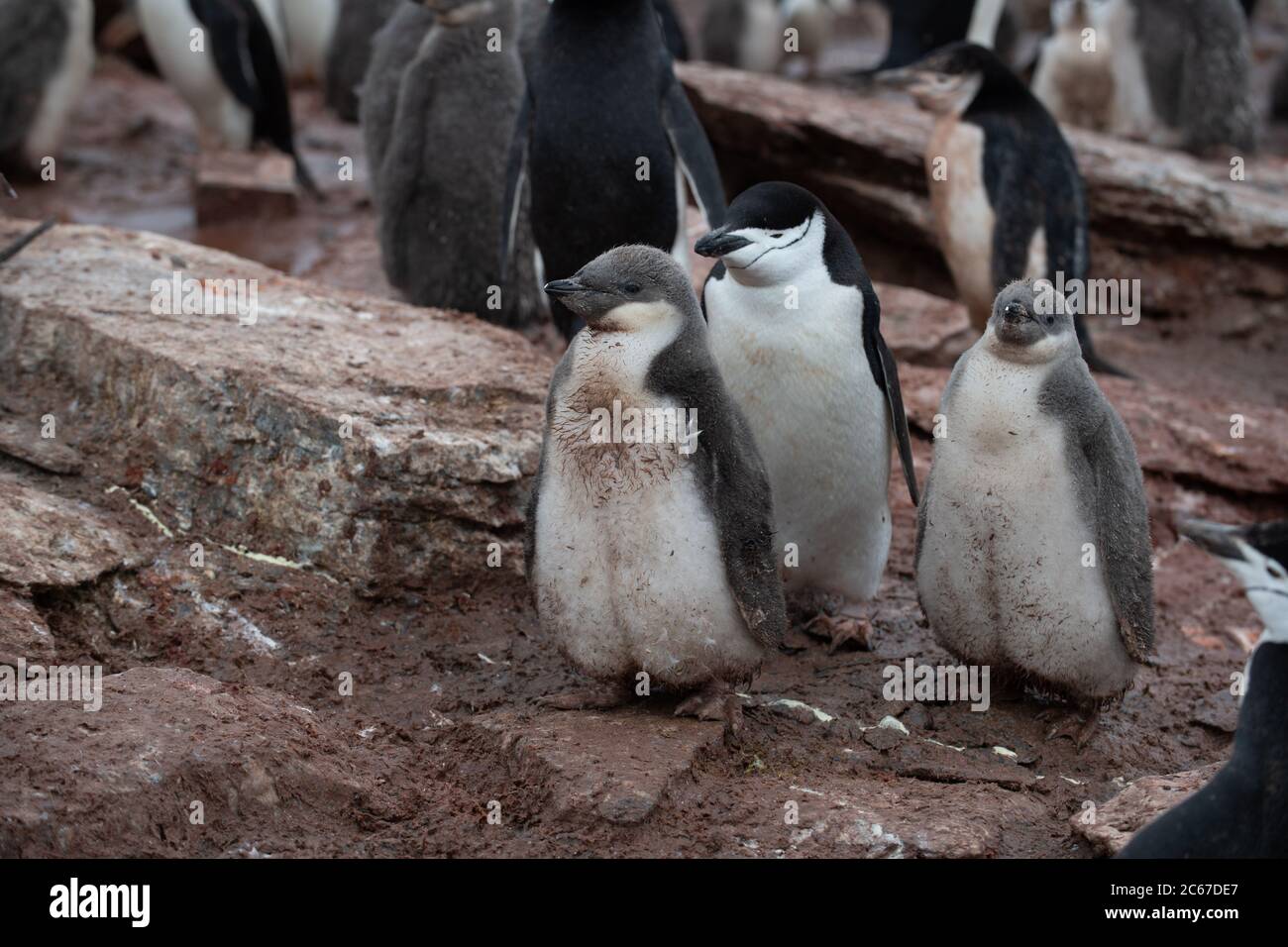 Chinstrap Penguin (Pygoscelis antarctica) chicks in colony on Signy Island, South Shetlands, Antarctica Stock Photo