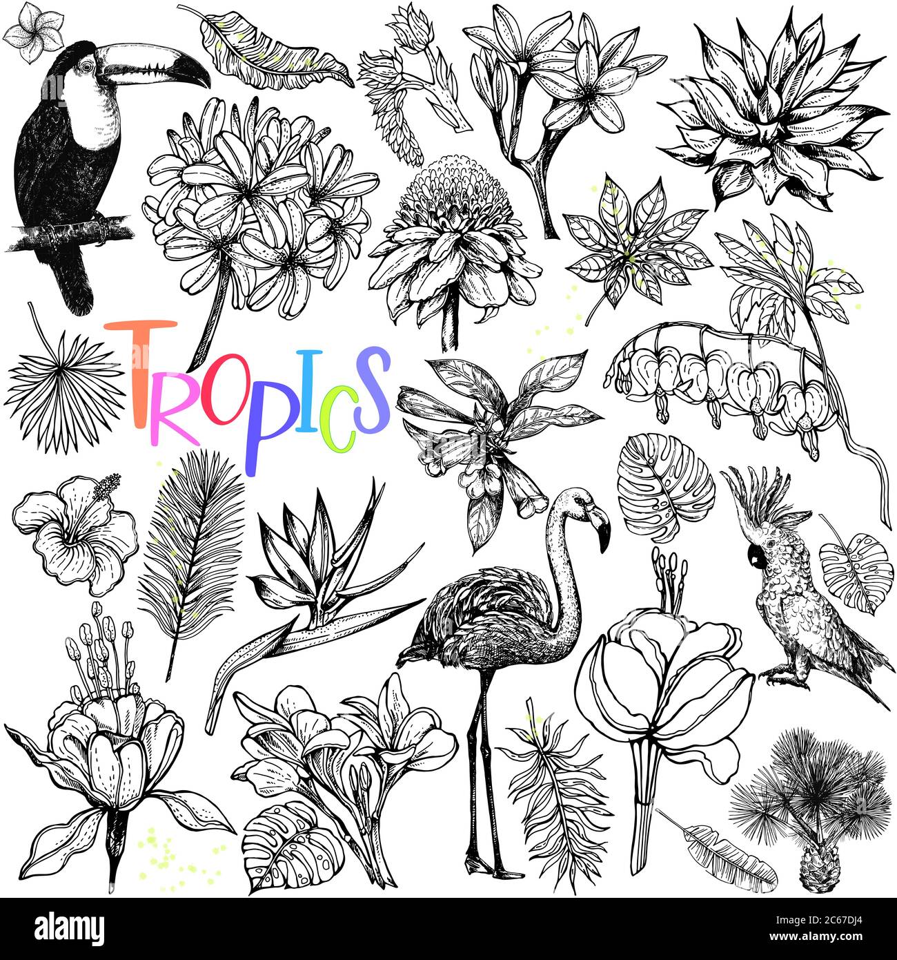 Big set of hand drawn sketch style tropical flowers, plants, cockatoo, flamingo and toucan isolated on white background. Vector illustration. Stock Vector