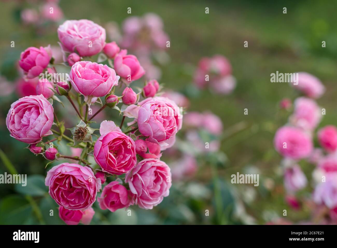 Pink roses in the garden. Blooming climbing roses on the bush. Flowers growing in the garden. Stock Photo