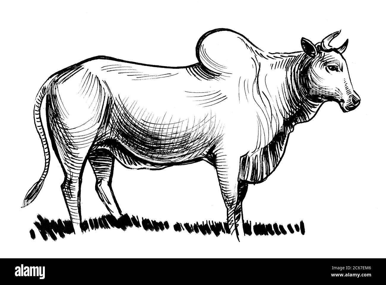 Grazing Indian cow. Ink black and white sketch Stock Photo - Alamy
