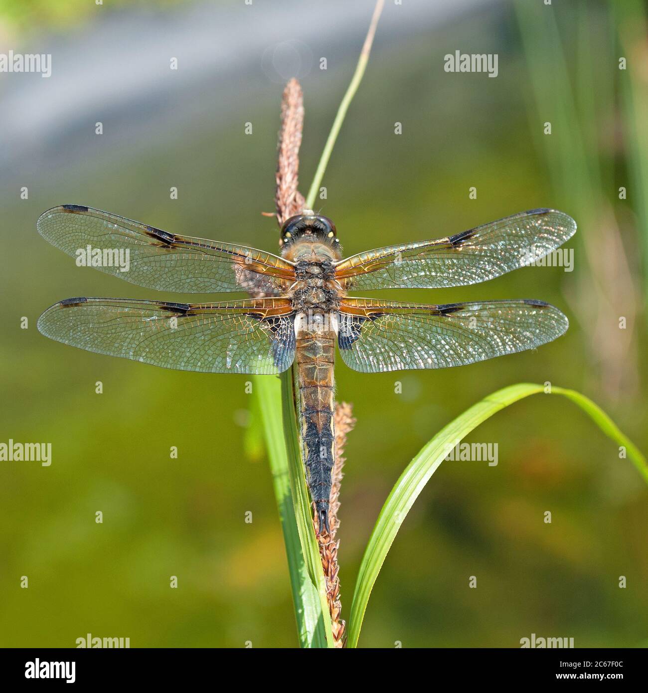 Dragonfly, Odonata, in a close-up Stock Photo - Alamy