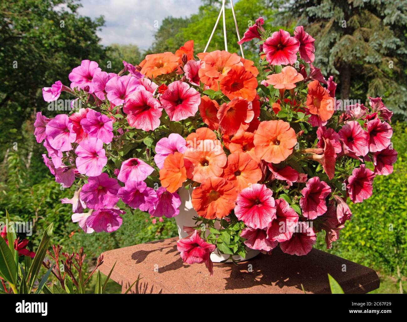 Flowering petunias in different colors Stock Photo Alamy