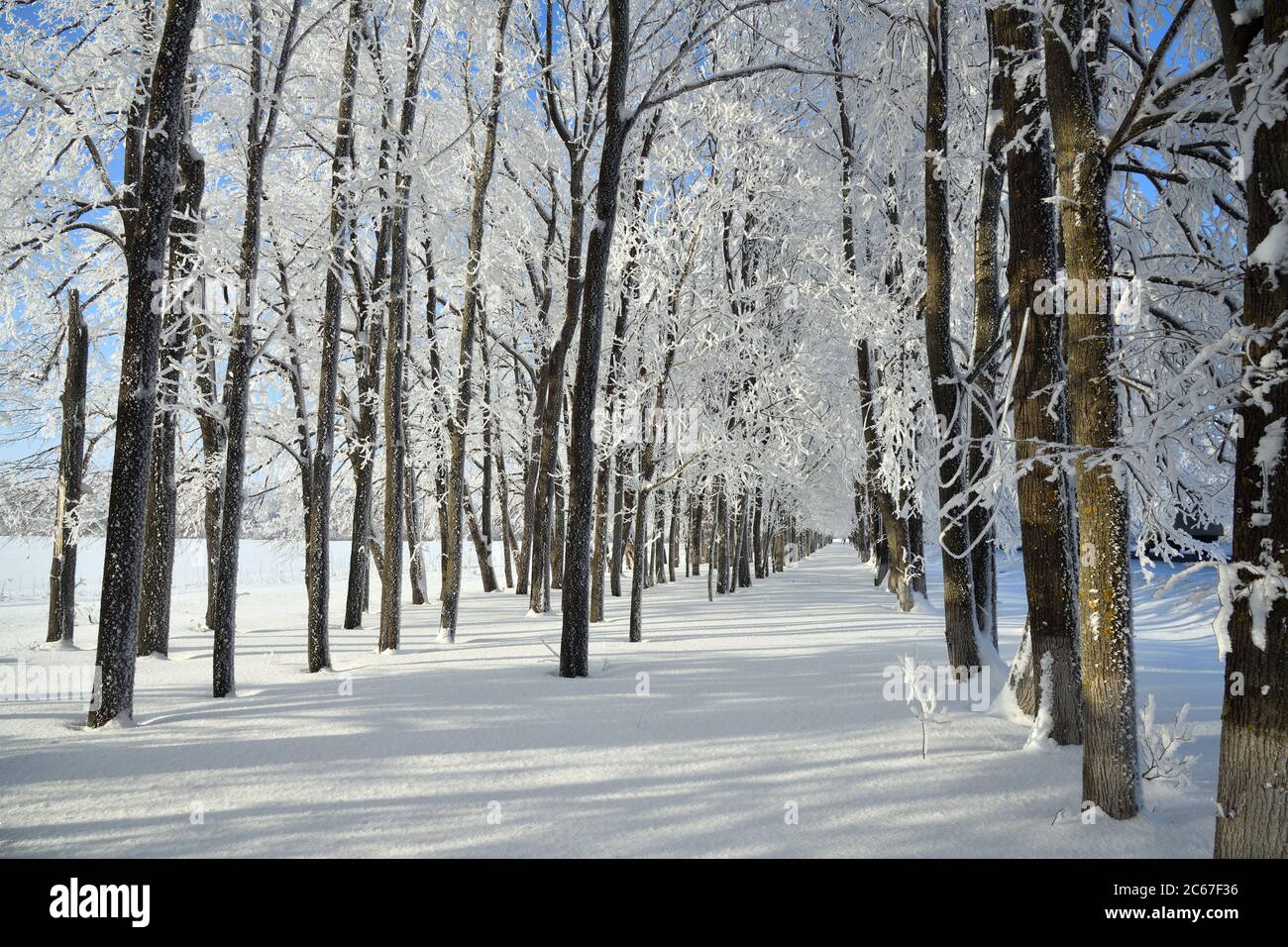Winter landscape with falling snow - wonderland winter forest with snowfall over winter grove. Snowy winter scene. Winter forest, frozen trees coverd Stock Photo